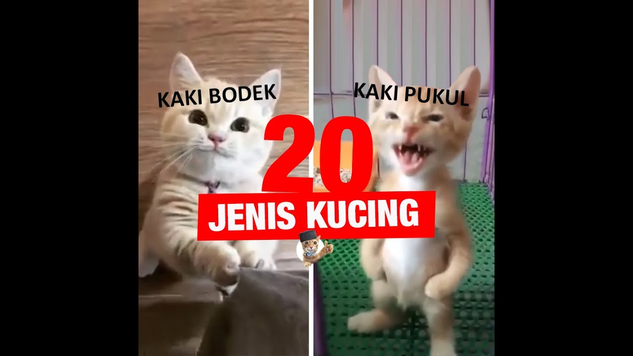 20 JENIS KUCING DI DUNIA