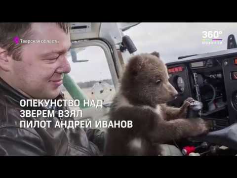 Спасённый лётчиками медведь Мансур стал видеоблогером