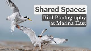 A Lesson on Sharing Spaces with Nature | Birding in Singapore