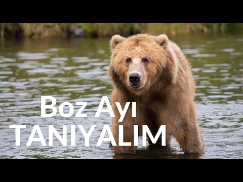 Boz Ayı