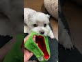 こんなに怪獣が似合う犬いる?🐶#shorts #マルチーズ犬 #可愛い犬