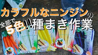 全部で5色‼︎カラフルなニンジンの種まき作業