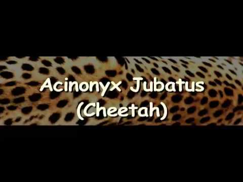 Cheetah Scientific Name. Cheetah Keeper Craig Saffoe of the National