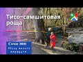 Сочи зимой/Тисо-самшитовая роща/обзор малого маршрута