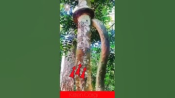 ⭕ Giant Snake Show Best Climbing In The Tree #shorts #youtubeshorts