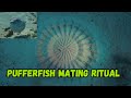 Pufferfish Courtship Explains Mysterious Underwater Circles!