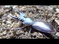 Japanese Stag Beetle | コクワガタ発見!!