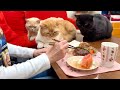 【第13回】母と猫たちに囲まれて今日も生配信しています