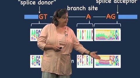 Splice sites - Melissa Moore (U Mass/HHMI)