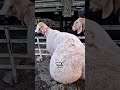 Why This Sheep Has a Huge Tail | Fat-Tail Sheep Facts You Won’t Believe! 🐑