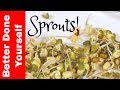 How to Grow Your Own Sprouts