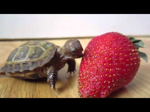 First Strawberry