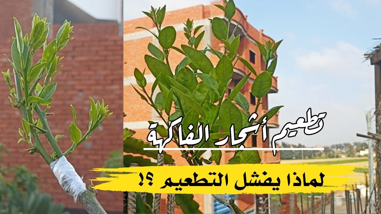 أسهل طريقة لتطعيم أشجار الفاكهة و لماذا يفشل التطعيم ؟!
