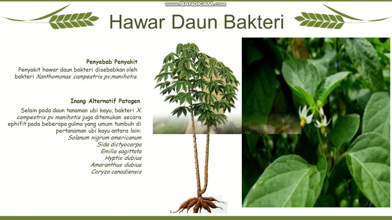 AGT B - Penyakit Utama Tanaman Ubi Kayu 
