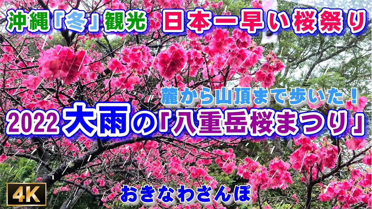 日本一早い桜祭り 22 大雨の八重岳桜まつり 麓から山頂まで歩いた 沖縄県本部町 高画質4k 60fps 236 おきなわさんぽ Youtube