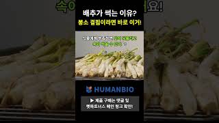 배추, 김장채소 썩는이유? 바로 붕소결핍! #붕산비료 #붕소결핍
