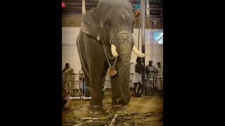 ഇങ്ങനെ കളികണം ഡാൻസ്  | അക്കികാവ് കാർത്തികേയൻ | Kerala Elephants | WhatsApp Status
