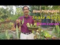 How to Propagate Snake Plant (Sansevieria) from leaf cuttings and other easiest methods.