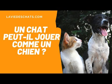 Vidéo: Je vis avec un chat qui agit comme un chien