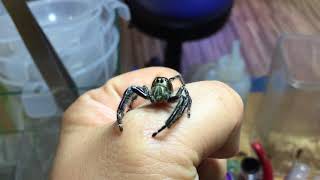 Giant Hyllus Diardi Male