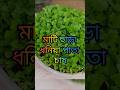 মাটি ছাড়া ধনিয়া পাতা চাষ।। Cultivation of coriander leaves without soil. #short video #agriculture