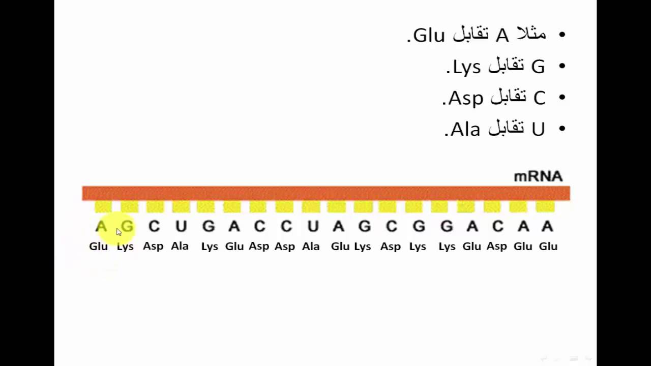 الدرس 13: الترجمة (الشفرة الوراثية -الاستدلال الرياضي-)