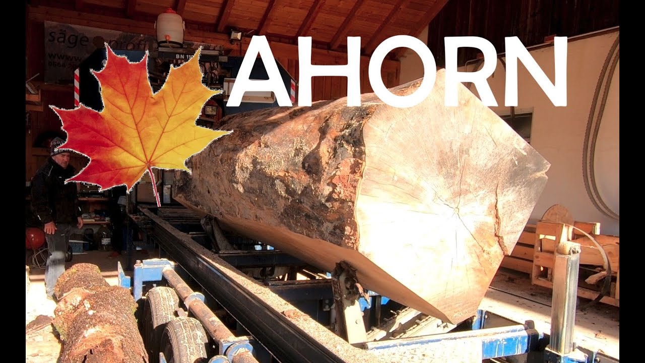 Großen Ahornstamm aufsägen 🍁 Mobiles Sägewerk, Portable Sawmill, Big Mobile Bandsaw, Huge Maple Tree