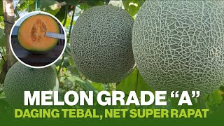 BENIH MELON YANG PALING DI CARI PETANI || MELON DELON 65