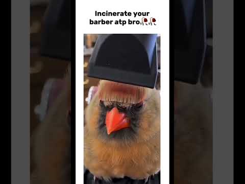 🐥🦜