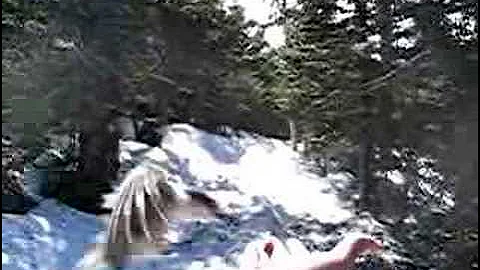 Gray Jay Battle Royale (with cheese)