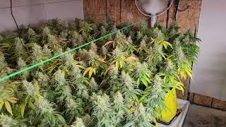 Week 8 flowers fading @SpiderFarmer