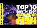 Top 10 Easy to Keep Saltwater Fish