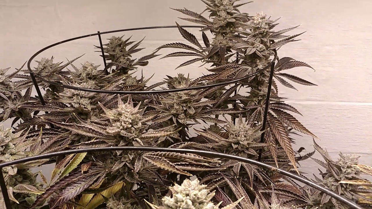 Last Day before harvest. Day 62