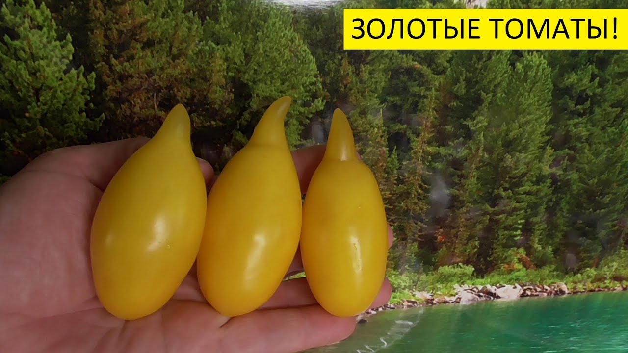 Ольга Чернова Новые Видео 2022 Года