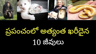 Interesting facts in telugu | Unknown facts in telugu | amazing facts in telugu