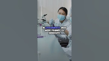 "Bees Have a Secret Superpower – They Remember Faces! 🤯🐝"