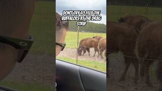 Don’t Try to Feed the Buffaloes at the Drag Strip!