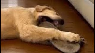 甘えん坊の #ゴールデンレトリバー のミライはパパのスリッパを愛する #goldenretriever by 【SO CUTE】PLUSH FUNNY SHORT MOVIE 340 views 8 days ago 9 minutes