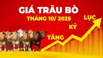 Giá Trâu Bò Tháng 10/2025 | Trâu Bò Tăng Kỷ Lục