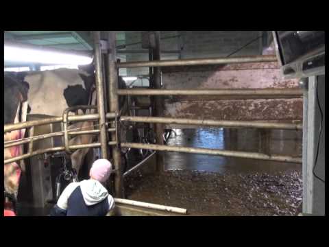 Video: Simentalinės karvės – kilusios iš Šveicarijos