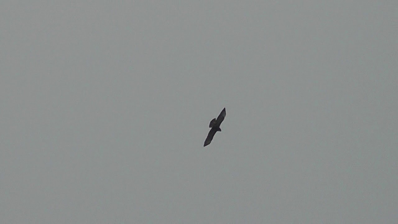 Rotmilan im Gleitflug, Red kite, gliding