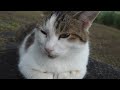 【Cat Video】 Meow meow Happy #cat #cats #cute