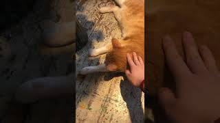 오늘 소확행🐈🧡 #일상기록 #vlog #고양이 #소확행