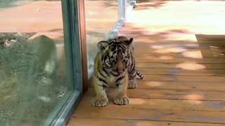 How about Tiger🐯 Cubs and Bear🐻 Babies || Sweet Home🏡 Adventures