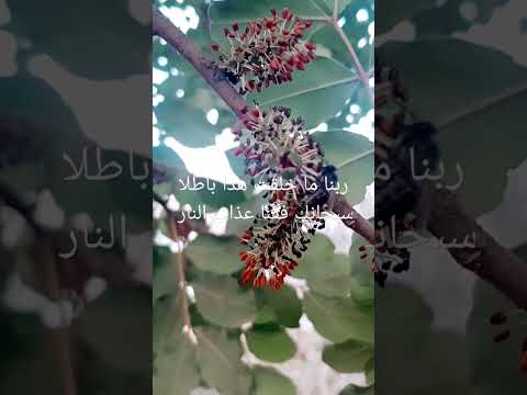 تعرف على الأزهار الذكرية للخروب و دور النحل في نقل حبوب اللقاح لتخصيب الأزهار الأنثوية سبحان الله