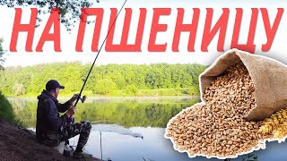 Ловля плотвы в проводку на ПШЕНИЦУ / Рыбалка в Беларуси на реке Днепр