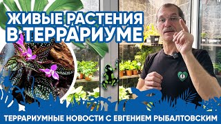 🌿 Террариумные новости с Евгением Рыбалтовским. Живые растения в террариуме.