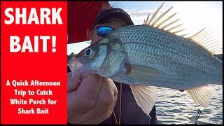 white perch bait