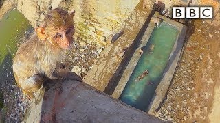 Baby monkey learns to swim and tries a high dive | Spy in the Wild  BBC