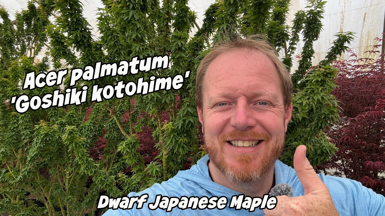 Acer palmatum 'Goshiki kotohime' Dwarf Japanese Maple Cultivar